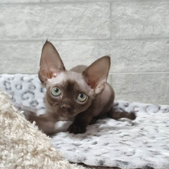 Devon Rex EZ Leonel