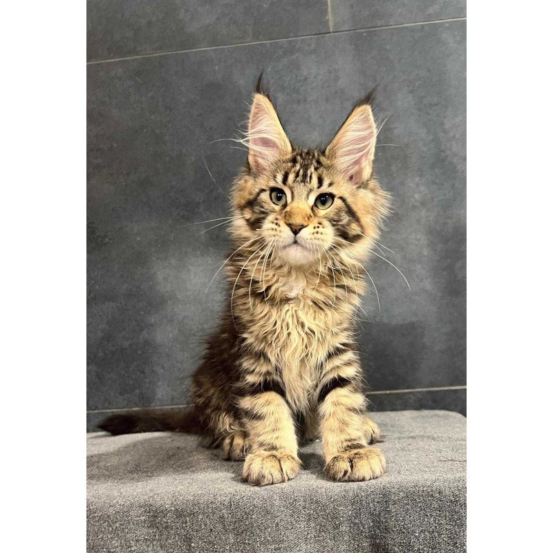 Maine Coon EZ Erа