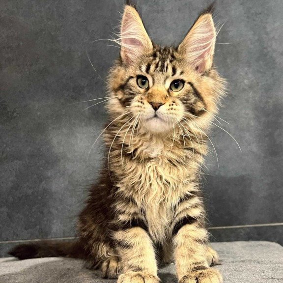 Maine Coon EZ Erа