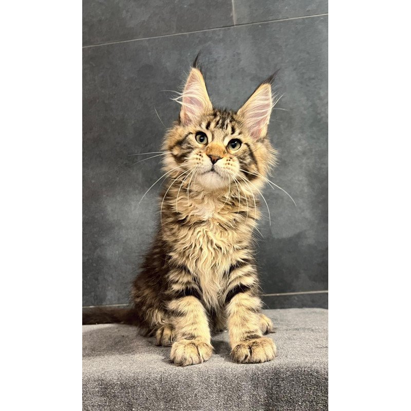 Maine Coon EZ Erа