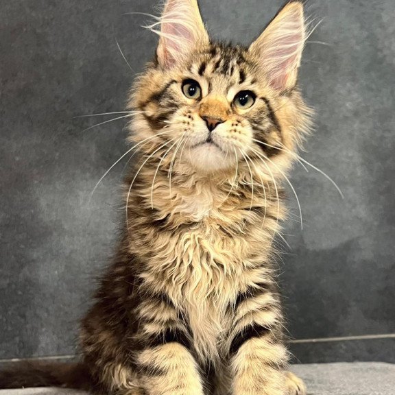 Maine Coon EZ Erа