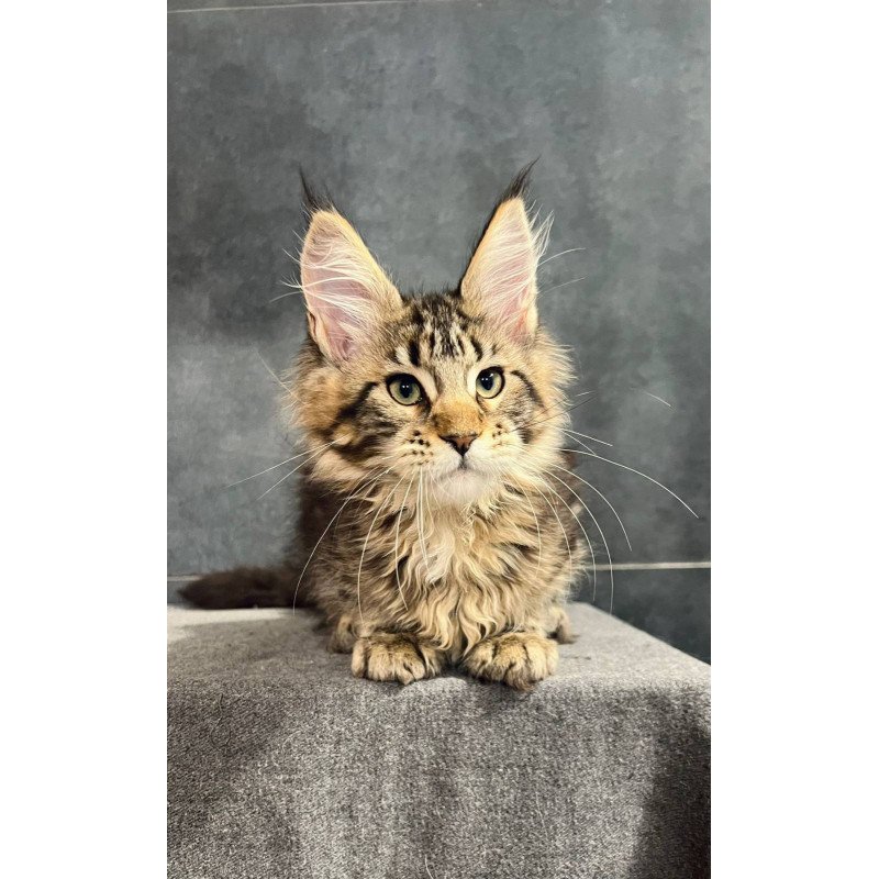 Maine Coon EZ Erа