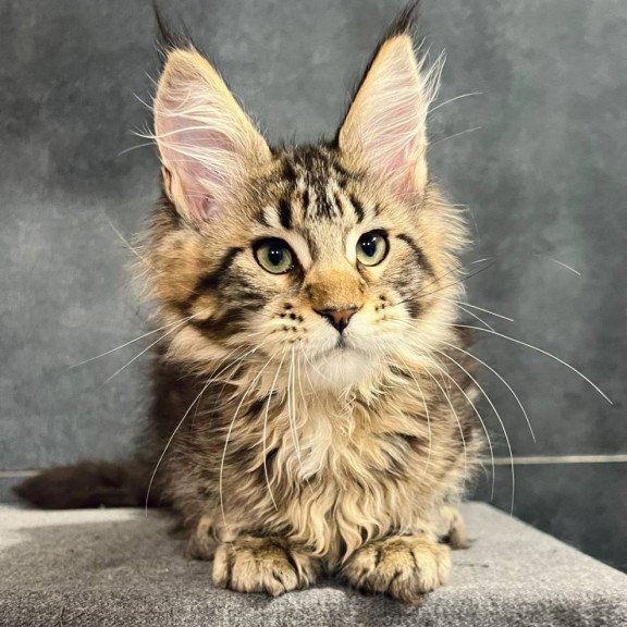 Maine Coon EZ Erа