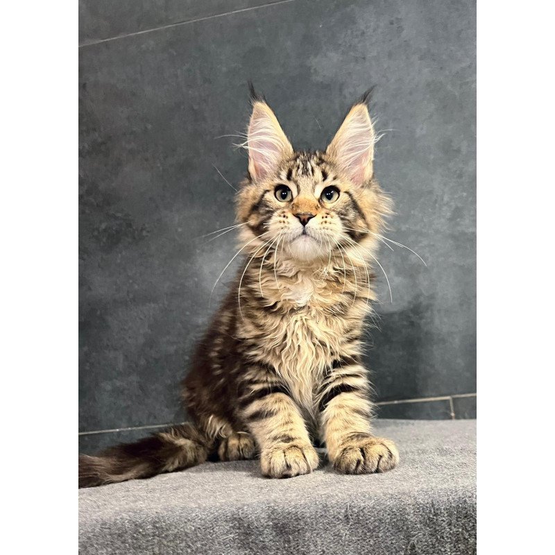 Maine Coon EZ Erа