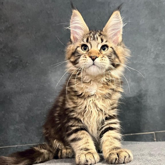 Maine Coon EZ Erа