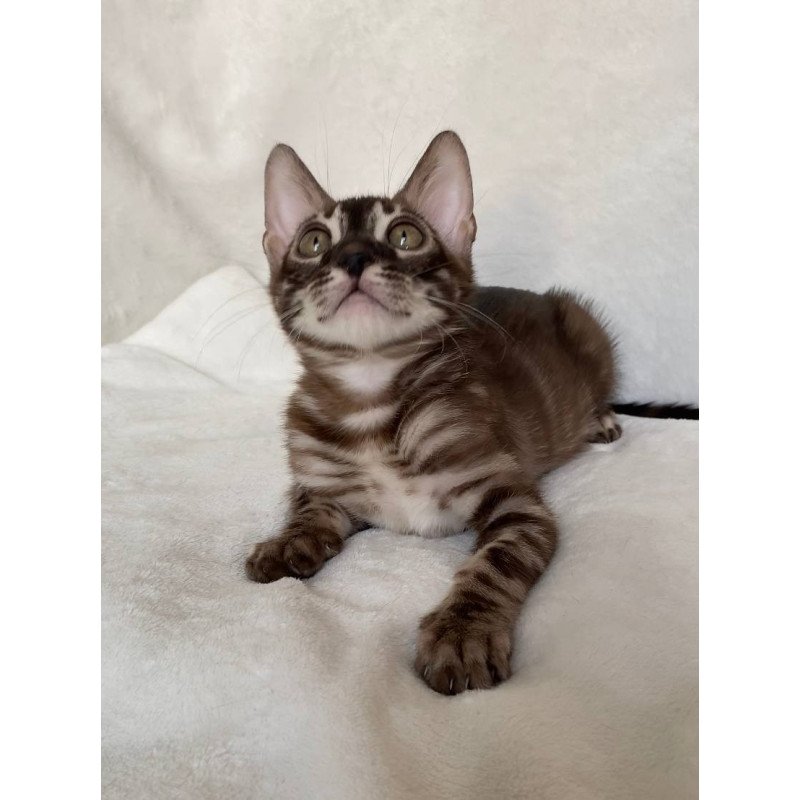 Bengal EZ Gatito