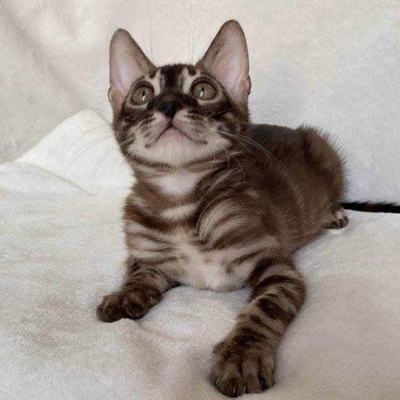 Bengal EZ Gatito