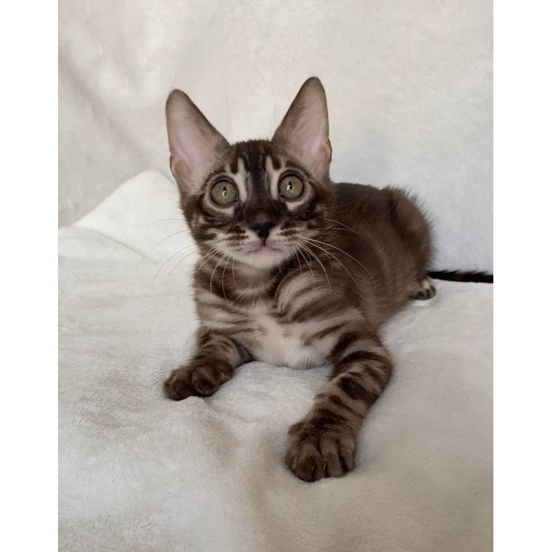 Bengal EZ Gatito