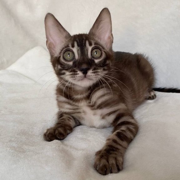 Bengal EZ Gatito