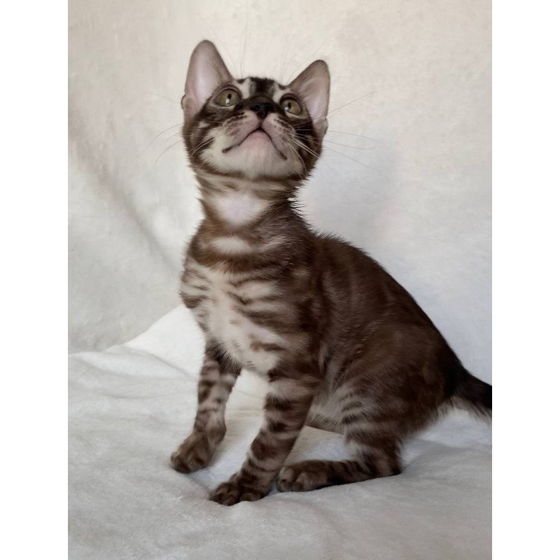 Bengal EZ Gatito