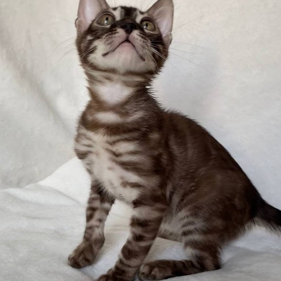 Bengal EZ Gatito