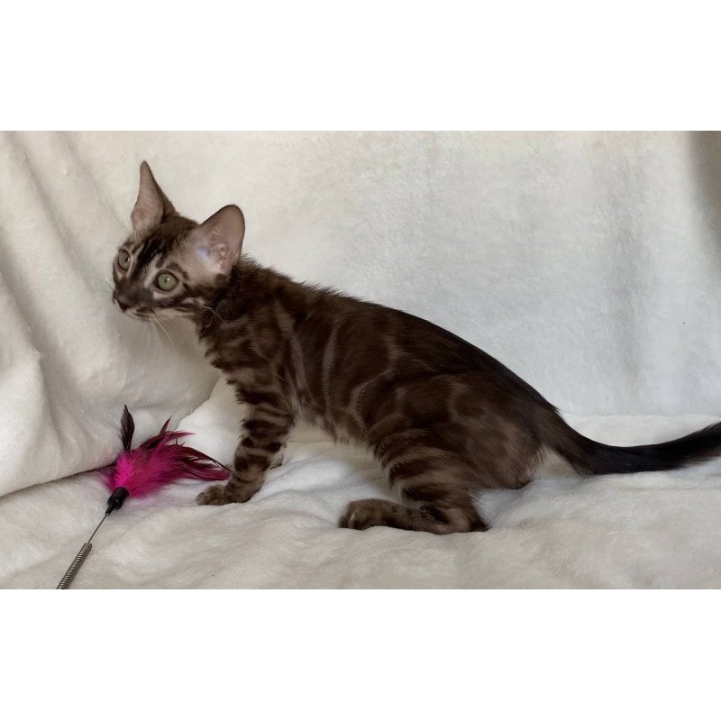 Bengal EZ Gatito