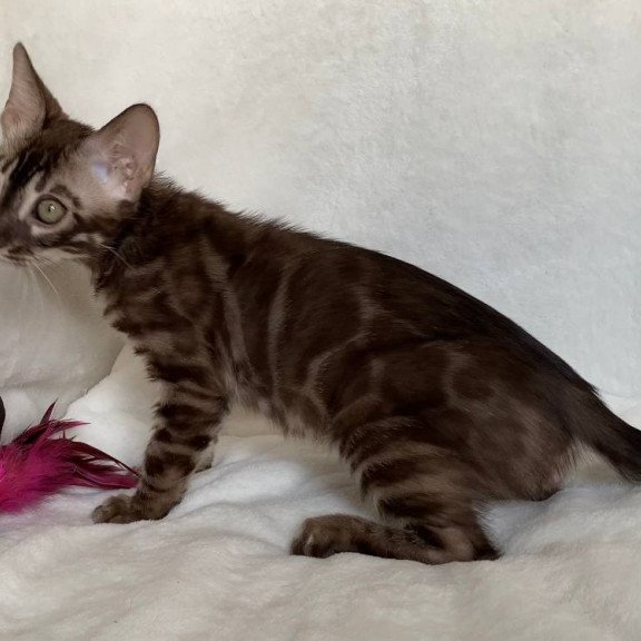 Bengal EZ Gatito