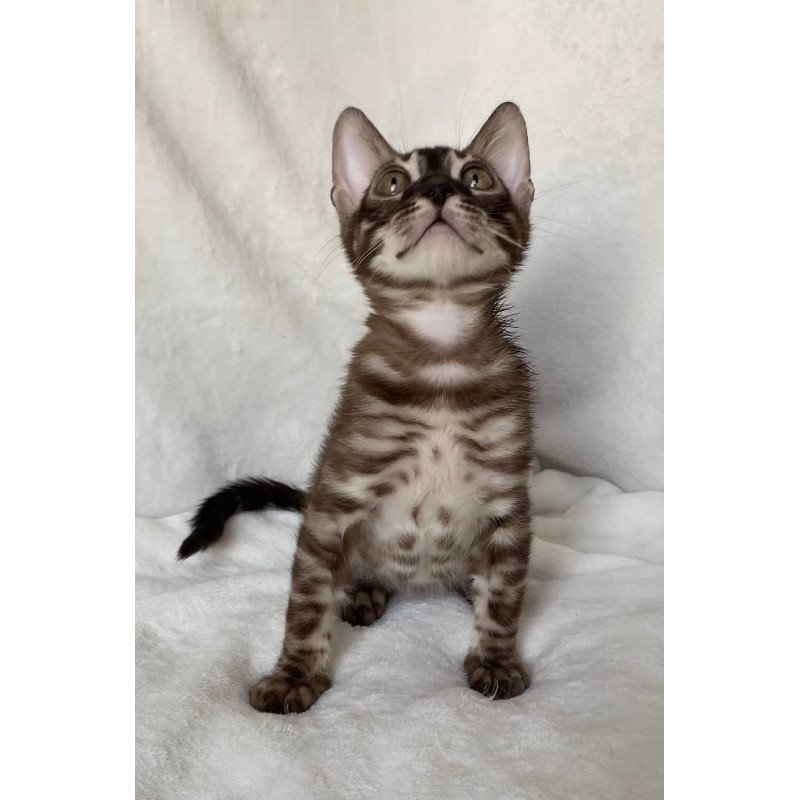Bengal EZ Gatito