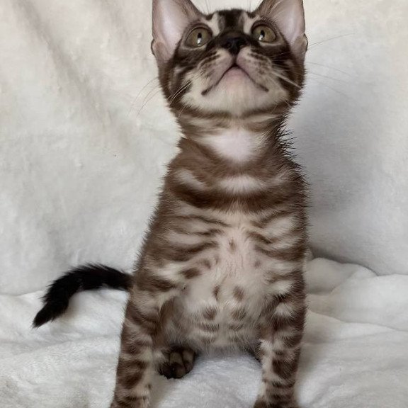 Bengal EZ Gatito