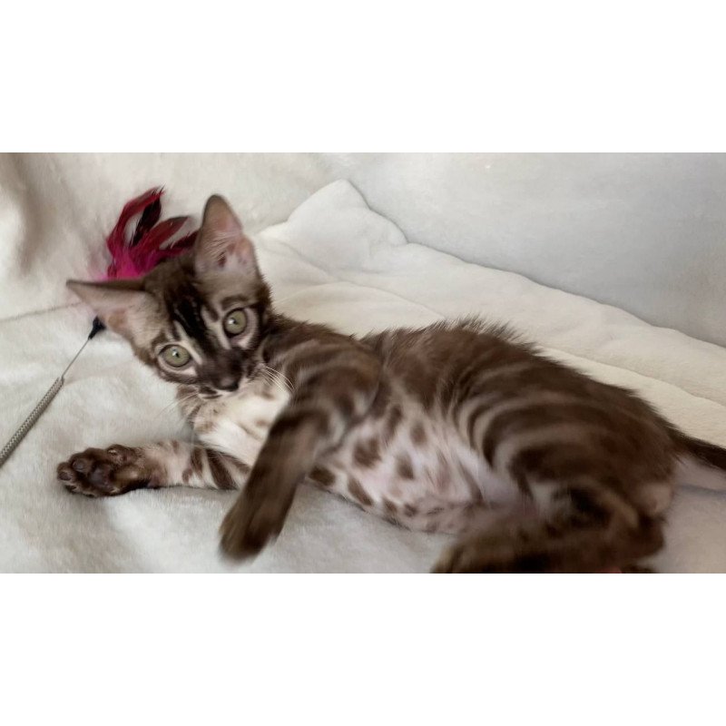 Bengal EZ Gatito