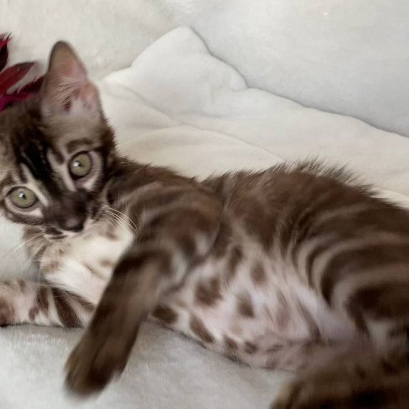 Bengal EZ Gatito