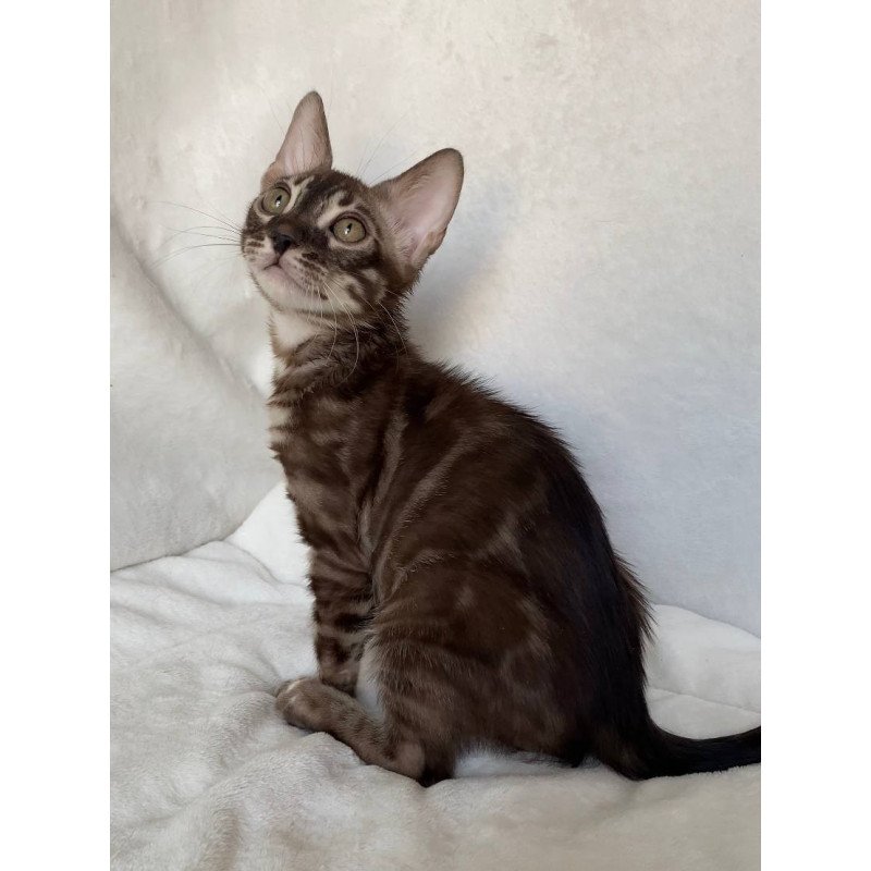 Bengal EZ Gatito