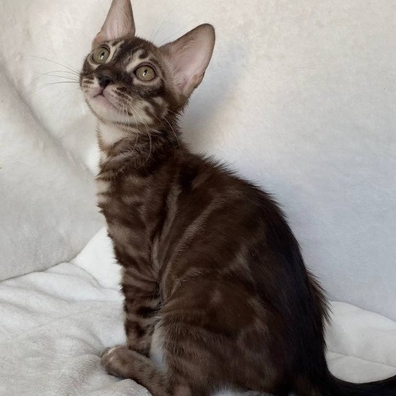 Bengal EZ Gatito