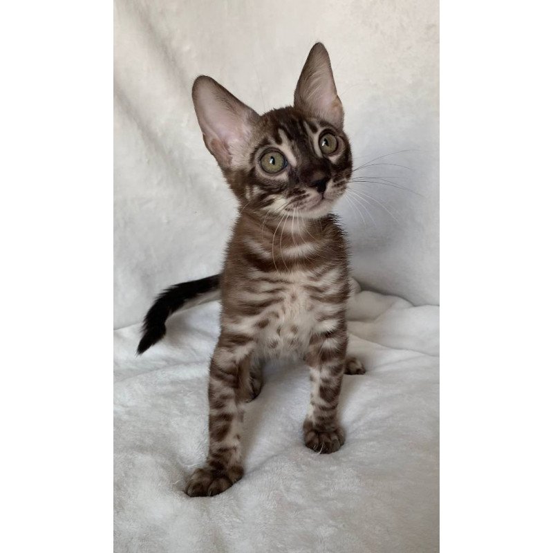 Bengal EZ Gatito