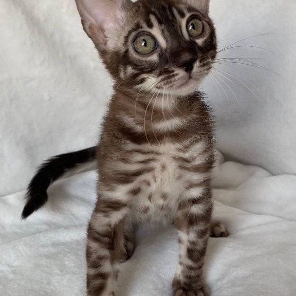 Bengal EZ Gatito