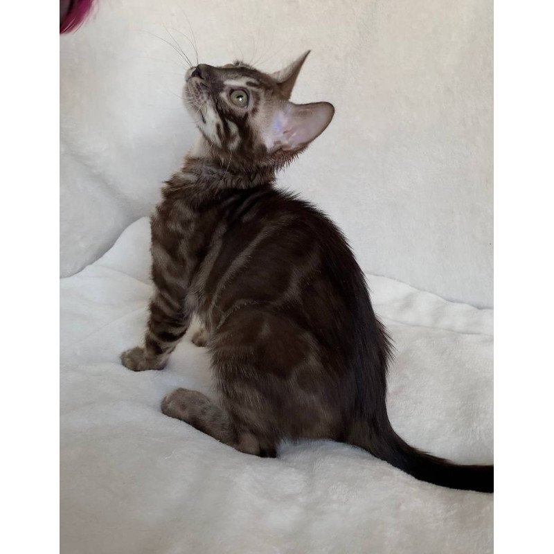 Bengal EZ Gatito