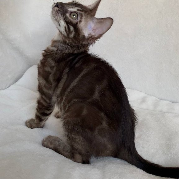 Bengal EZ Gatito