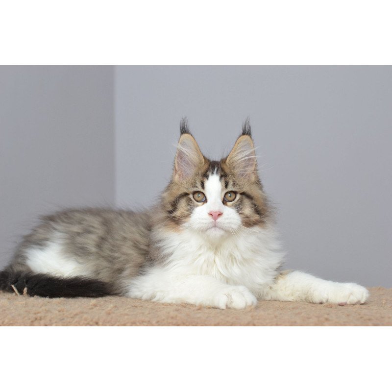 Maine Coon EZ Honey Bear