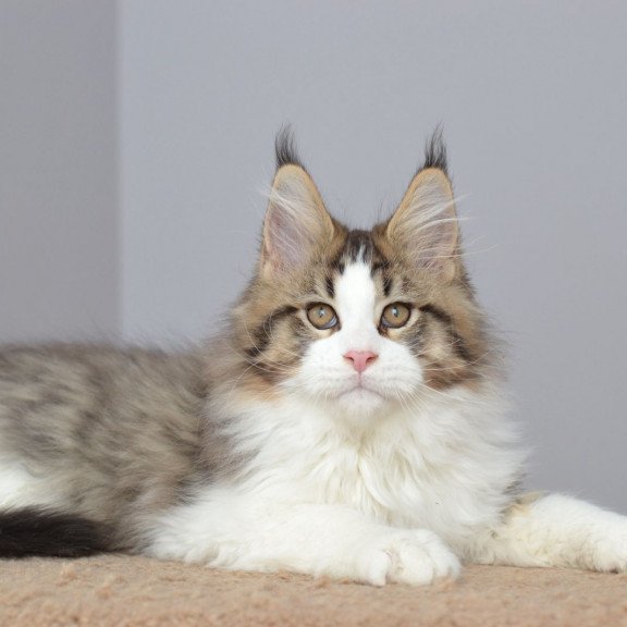 Maine Coon EZ Honey Bear