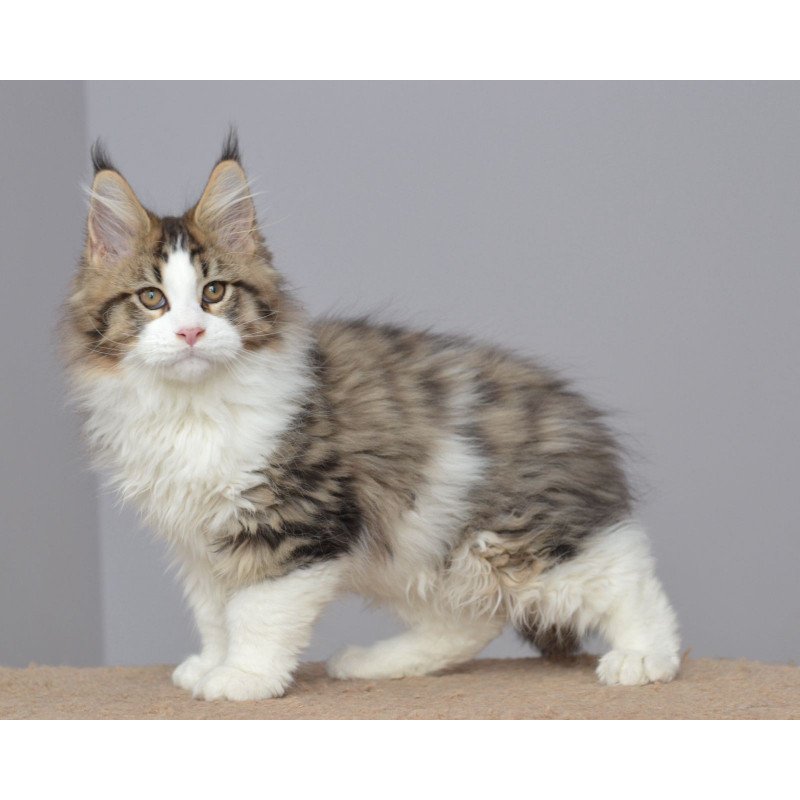 Maine Coon EZ Honey Bear