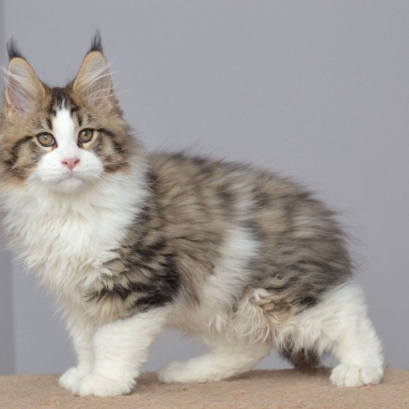 Maine Coon EZ Honey Bear