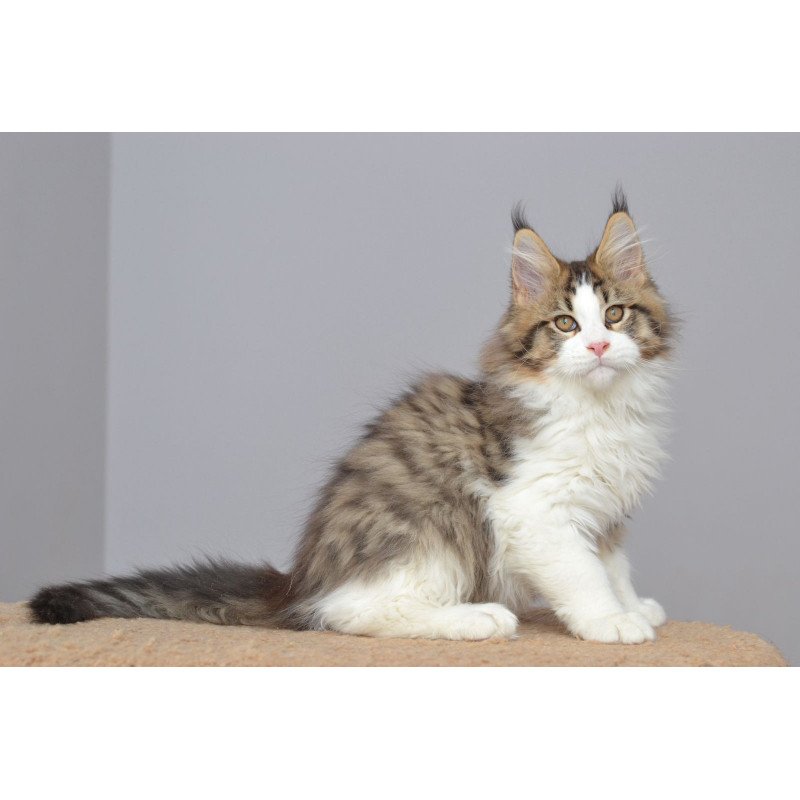 Maine Coon EZ Honey Bear