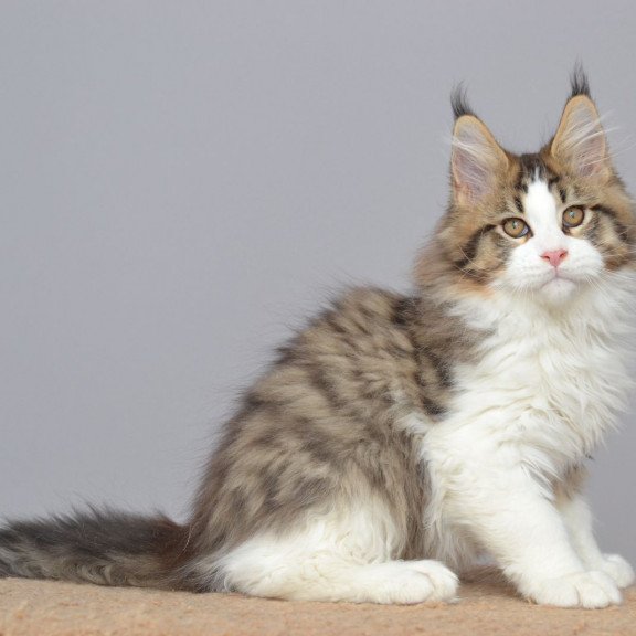 Maine Coon EZ Honey Bear