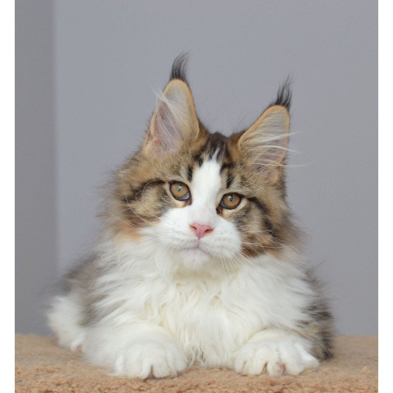 Maine Coon EZ Honey Bear