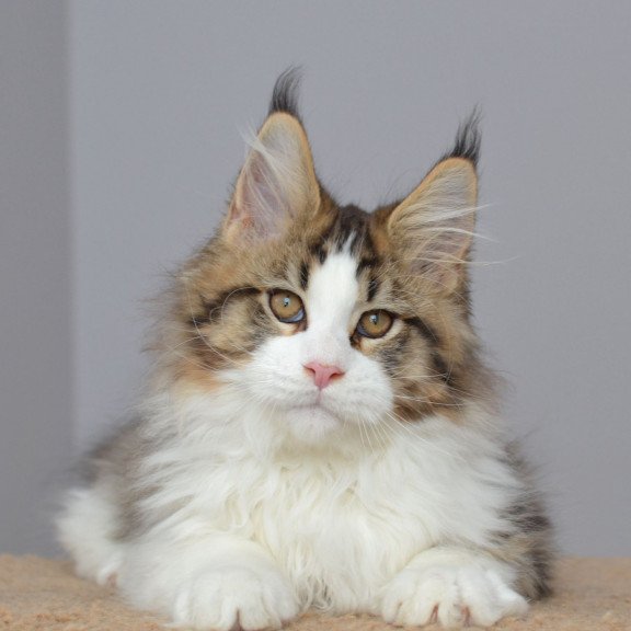 Maine Coon EZ Honey Bear