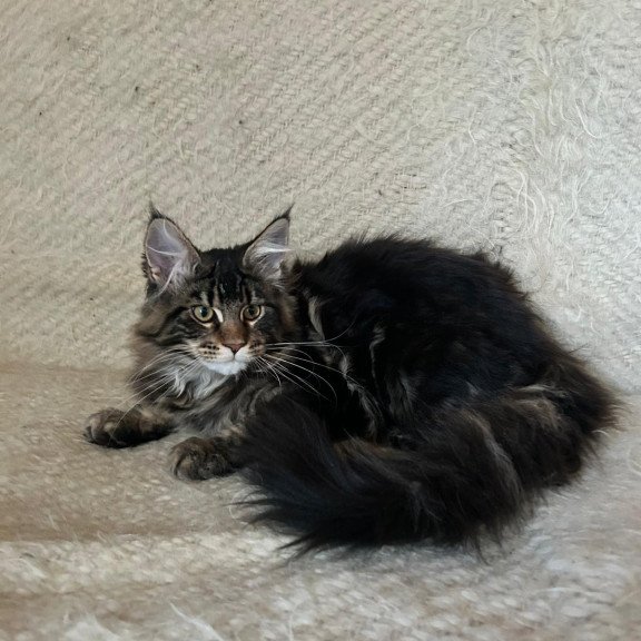 Maine Coon EZ Tafty