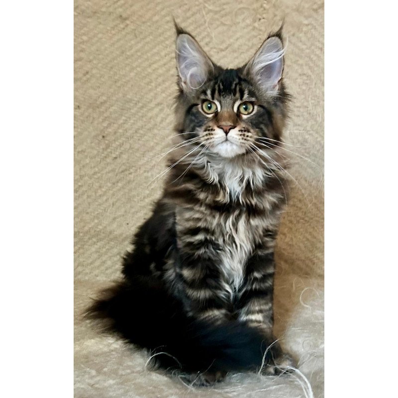 Maine Coon EZ Tafty