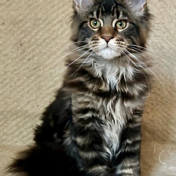 Maine Coon EZ Tafty