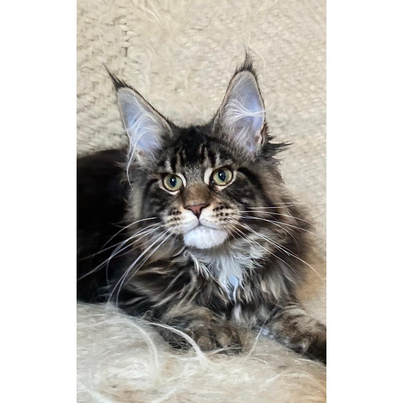 Maine Coon EZ Tafty