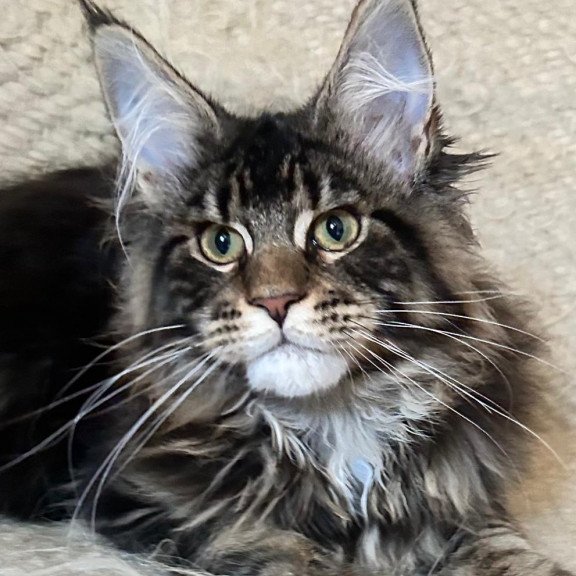 Maine Coon EZ Tafty