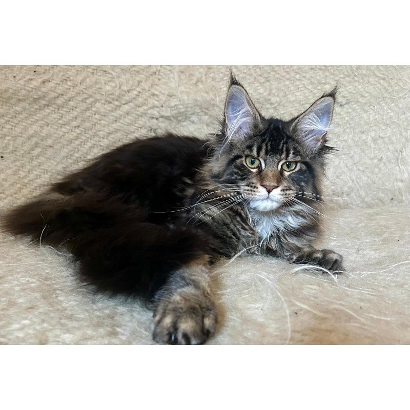 Maine Coon EZ Tafty