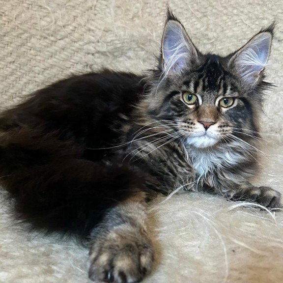 Maine Coon EZ Tafty