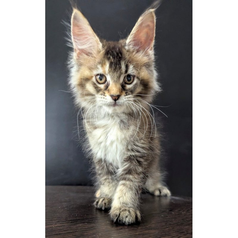Maine Coon EZ Cutie