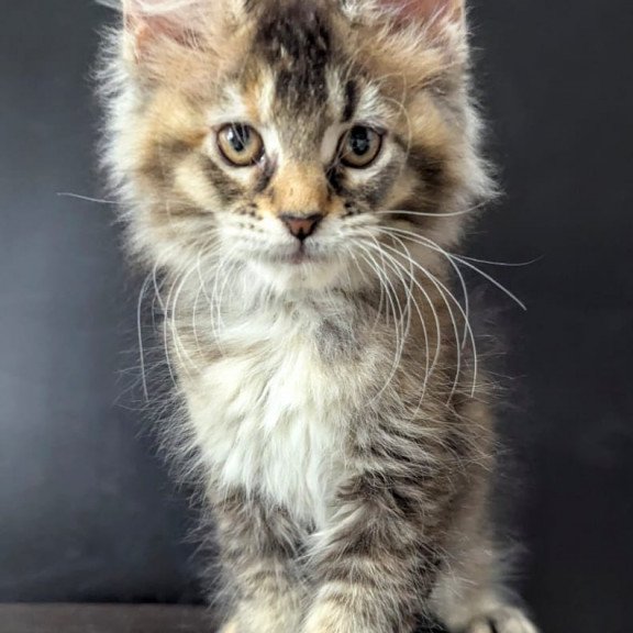 Maine Coon EZ Cutie