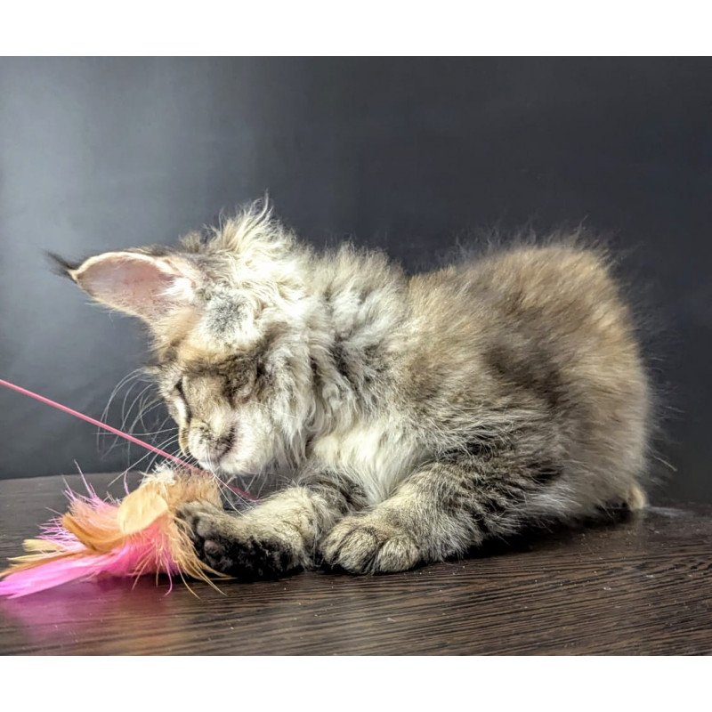 Maine Coon EZ Cutie