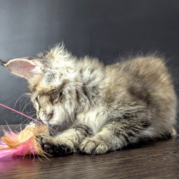 Maine Coon EZ Cutie