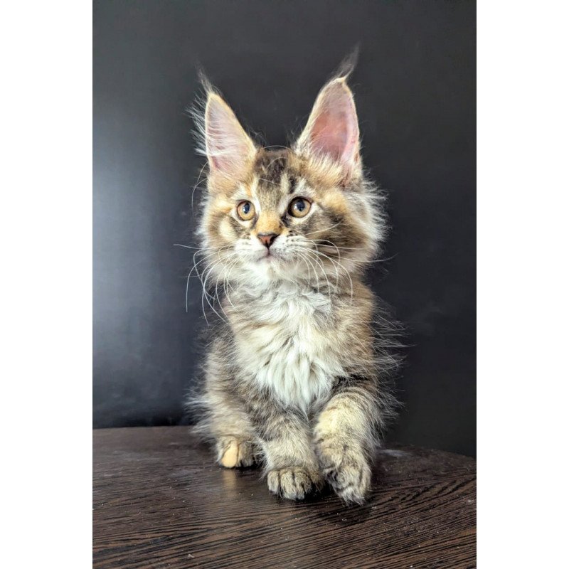 Maine Coon EZ Cutie