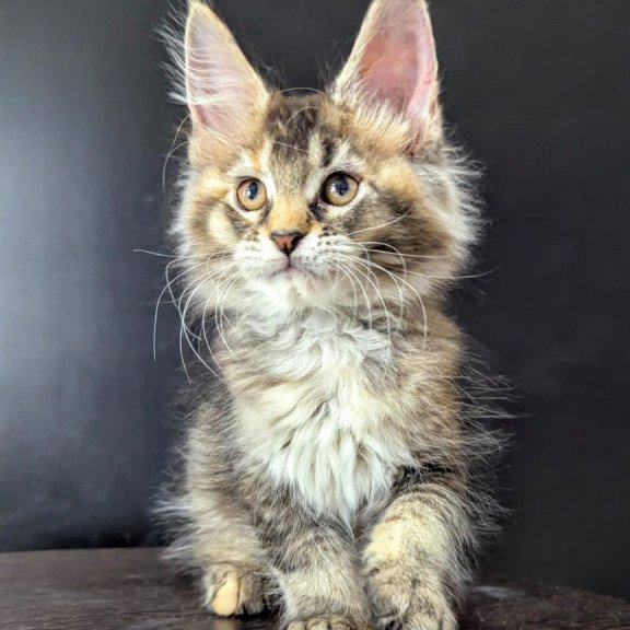 Maine Coon EZ Cutie