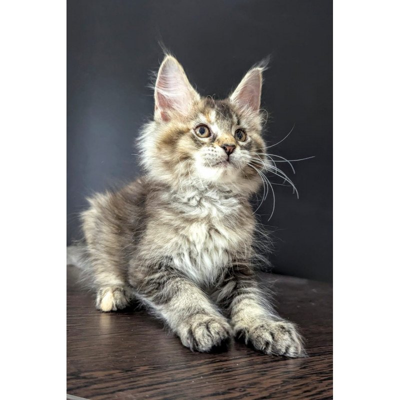 Maine Coon EZ Cutie