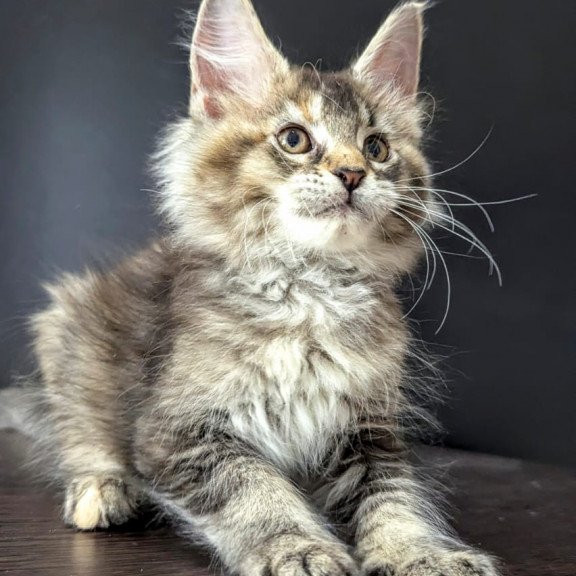 Maine Coon EZ Cutie